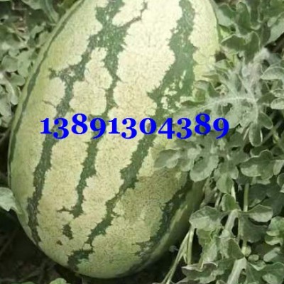 陕西大棚黑无籽西瓜基地\大棚黑无籽西瓜产地批发大量上市