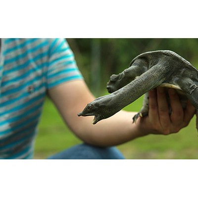 生态甲鱼多少钱，生态甲鱼的市场价格