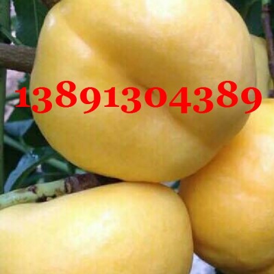 陕西纸袋黄油蟠7-7油桃产地，纸袋黄金蟠油桃产地行情