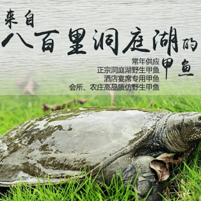 购买养殖甲鱼一斤多少钱