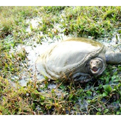 甲鱼z新批发多少钱，批发甲鱼多少钱一斤